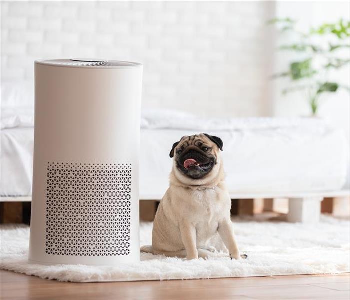 A Pug dog sitting on a rug in a bedroom next to a HEPA Air Purifier
